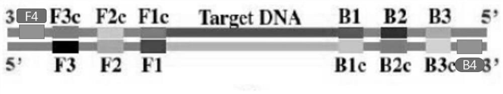 A multiplex lamp primer combination for detecting multiple influenza viruses and its application