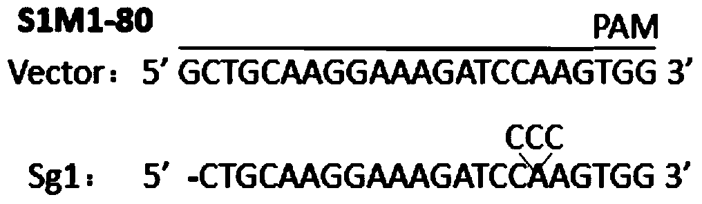 A kind of sgRNA targeting sequence specifically targeting human abcg2 gene and its application