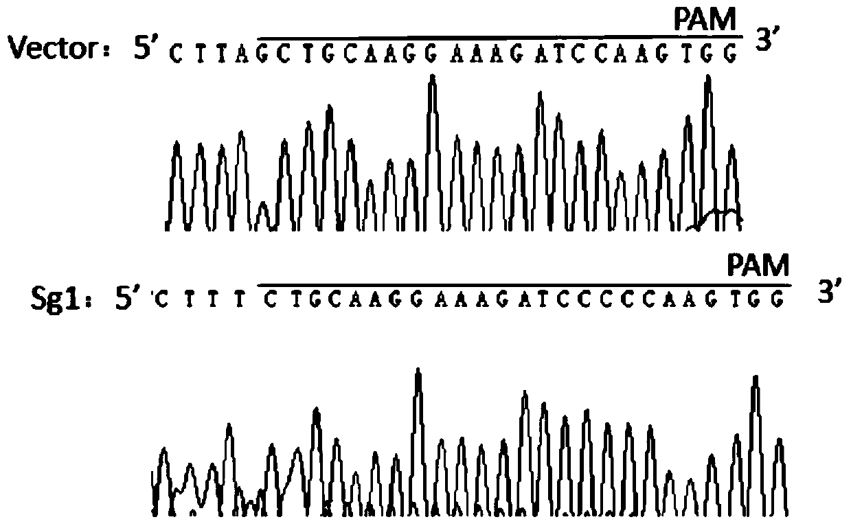 A kind of sgRNA targeting sequence specifically targeting human abcg2 gene and its application