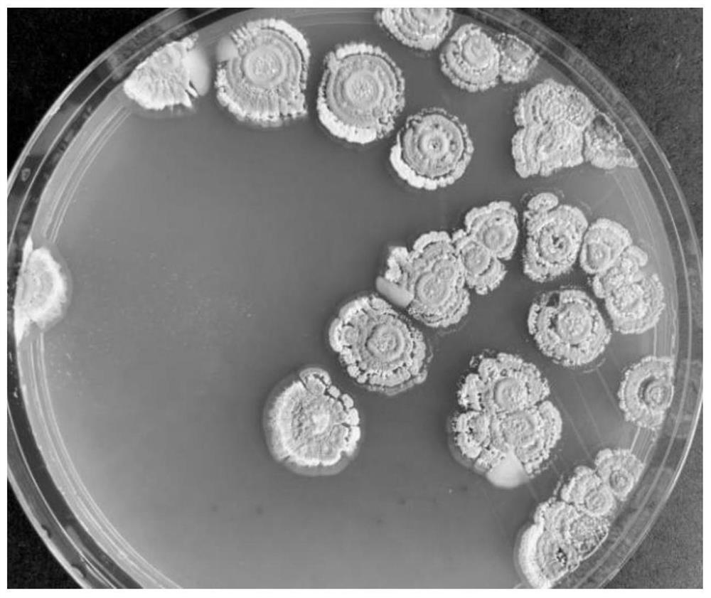 Marine anti-glioma natural active substance Streptomyces naphthyridine A as well as preparation and application thereof