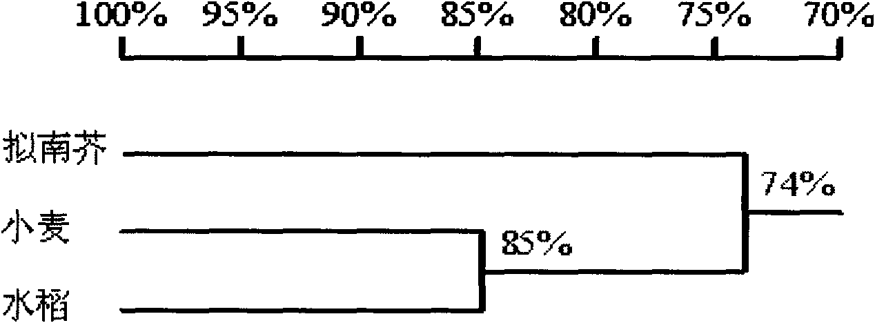 IF2 translation initiation factor gene relevant to wheat yellow rust resistance