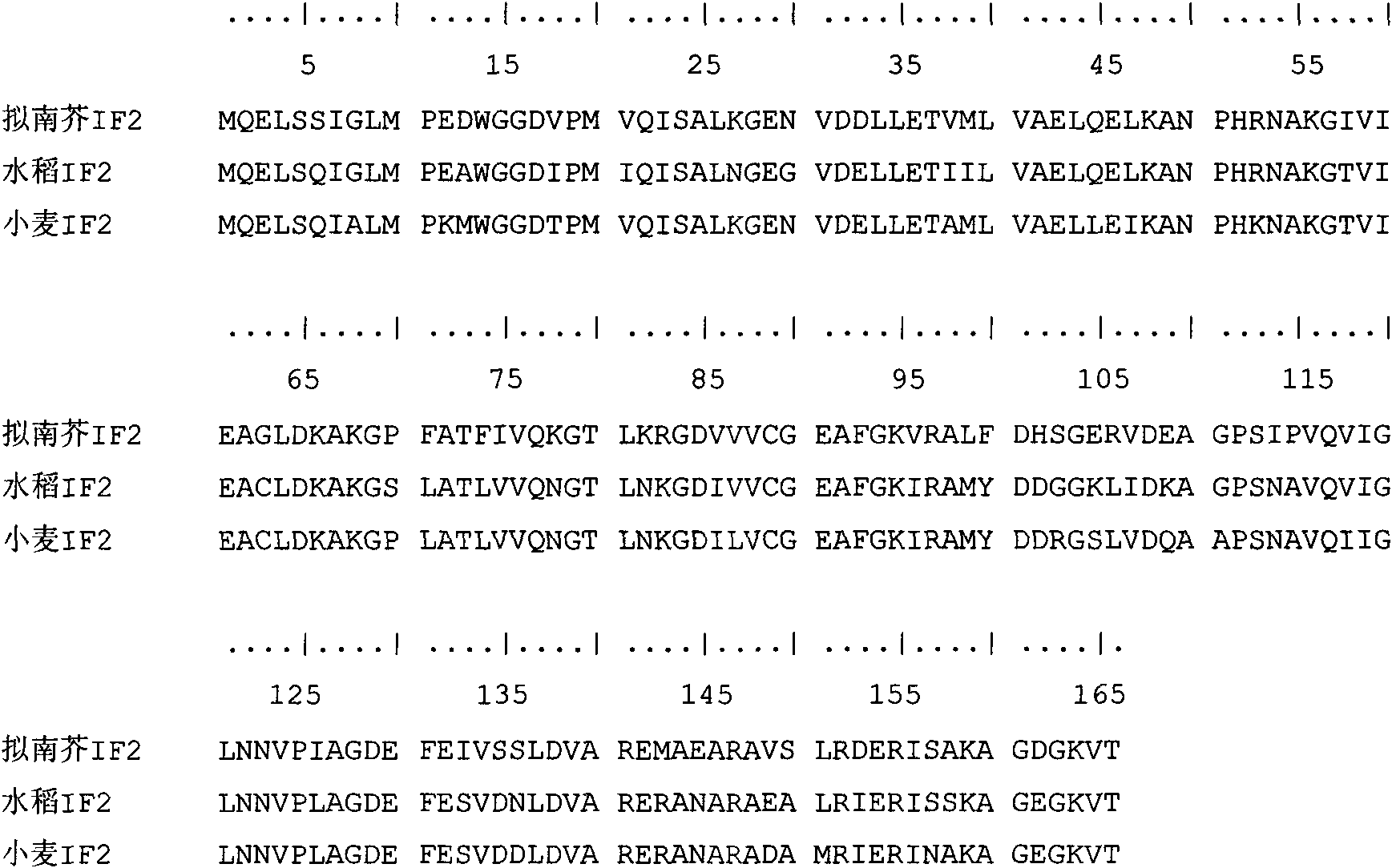 IF2 translation initiation factor gene relevant to wheat yellow rust resistance