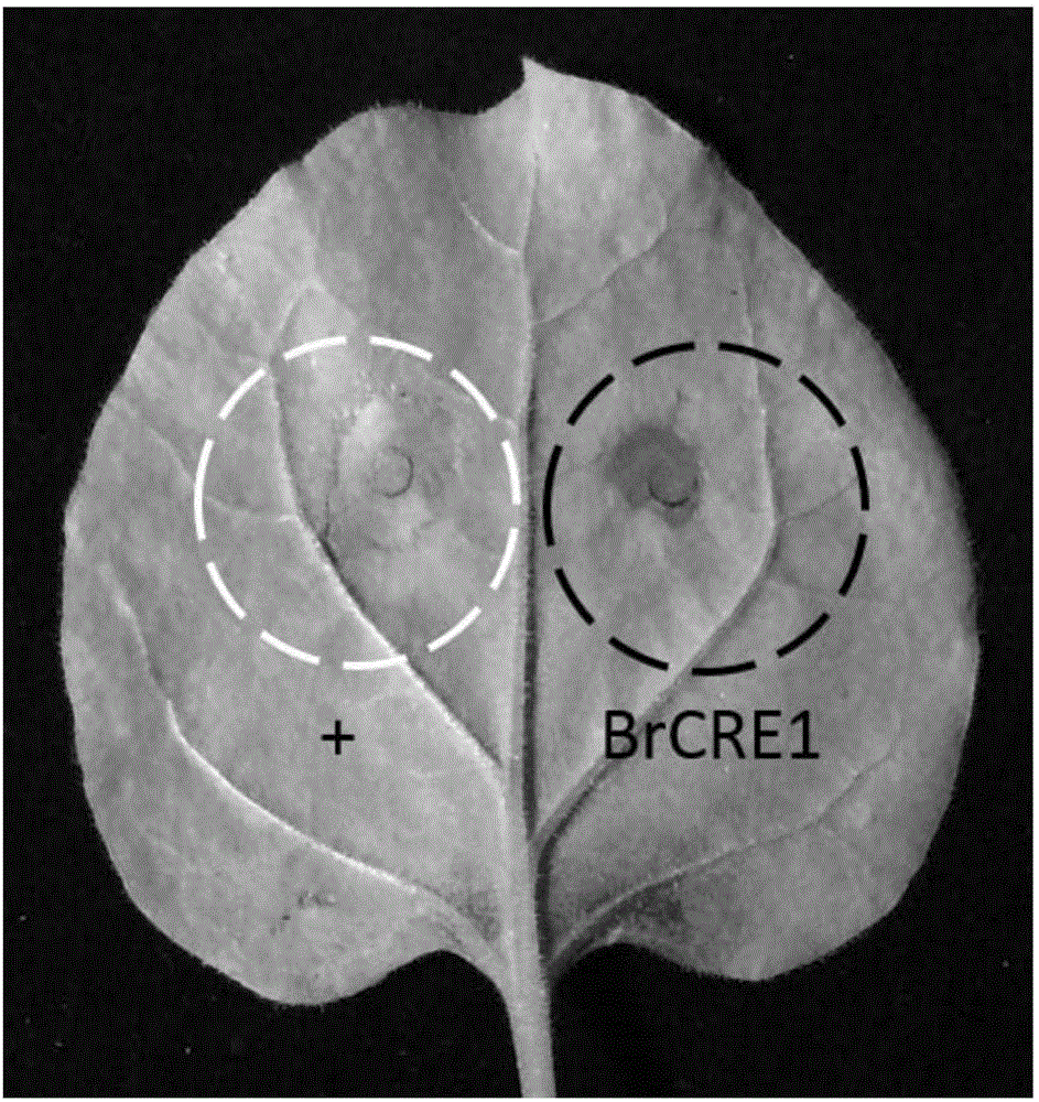 Effector protein from botryosphaeria dieback and encoding gene and application thereof