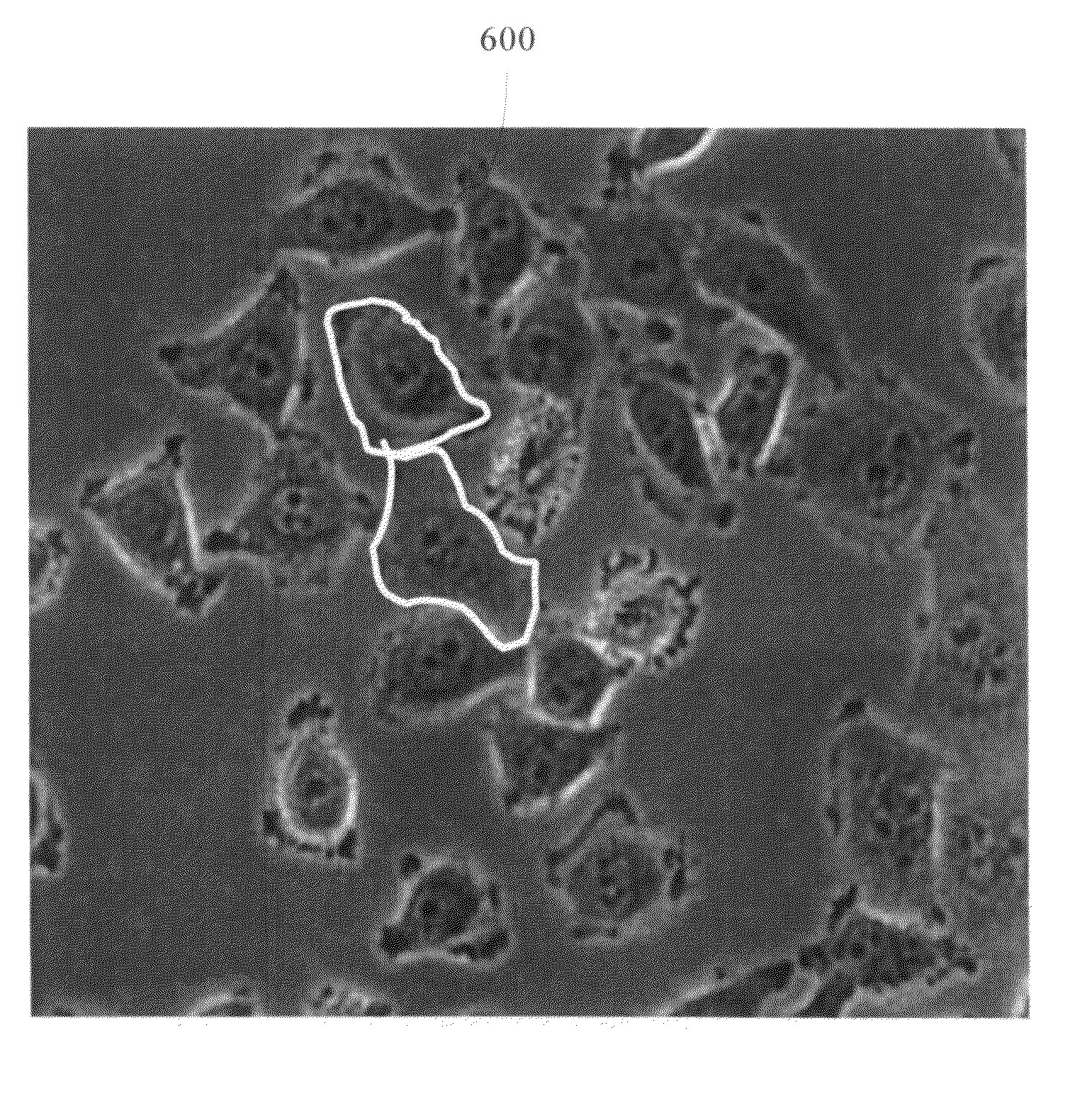 Teachable object contour mapping for biology image region partition