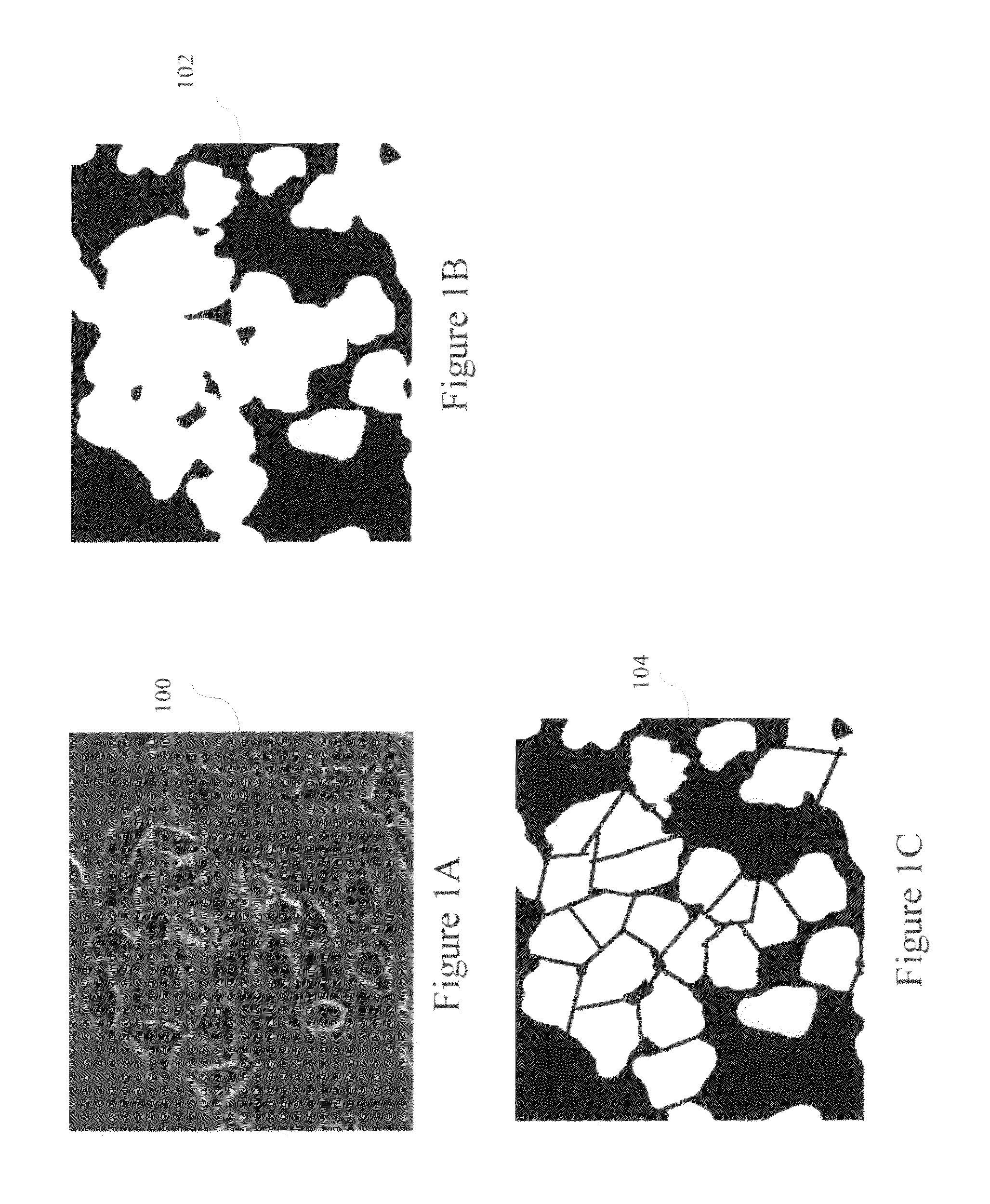 Teachable object contour mapping for biology image region partition