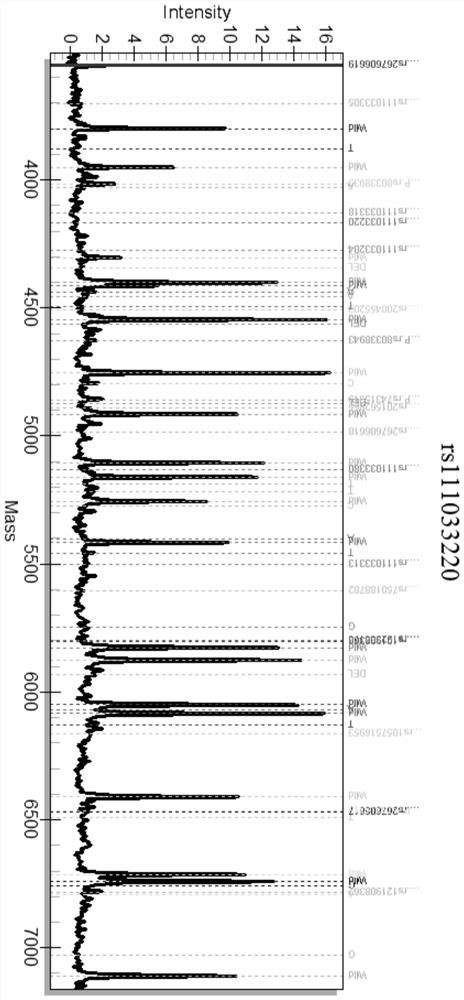 Composition, kit and detection method for detecting gene SNP (Single Nucleotide Polymorphism) related to deafness