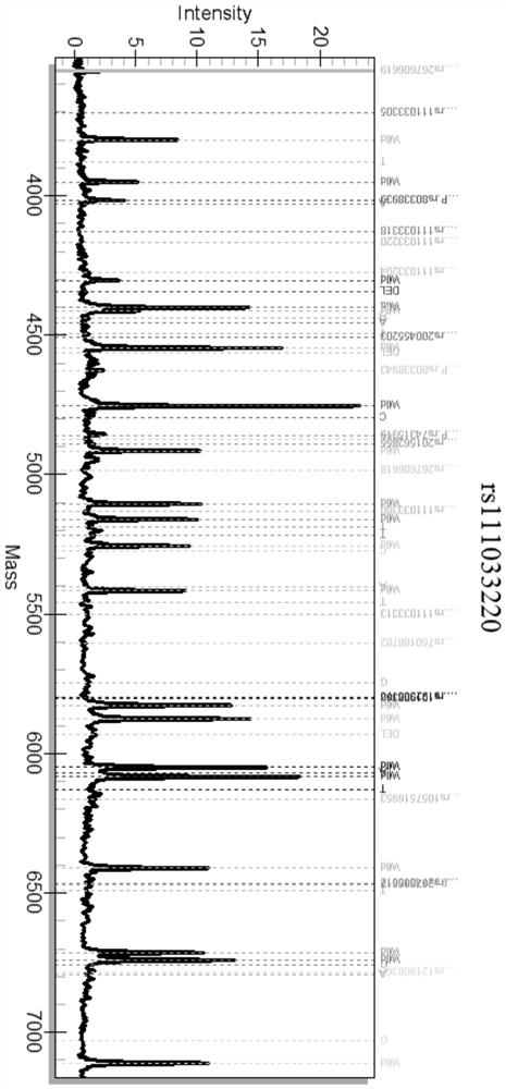 Composition, kit and detection method for detecting gene SNP (Single Nucleotide Polymorphism) related to deafness