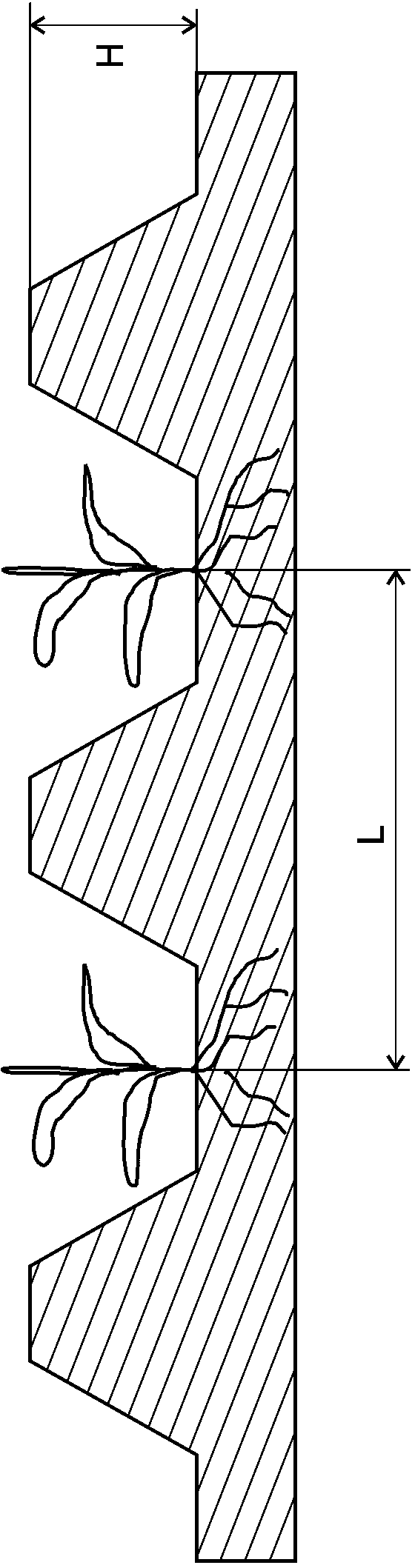 Method for soil heavy metal pollution remediation through grass family with enrichment capacity