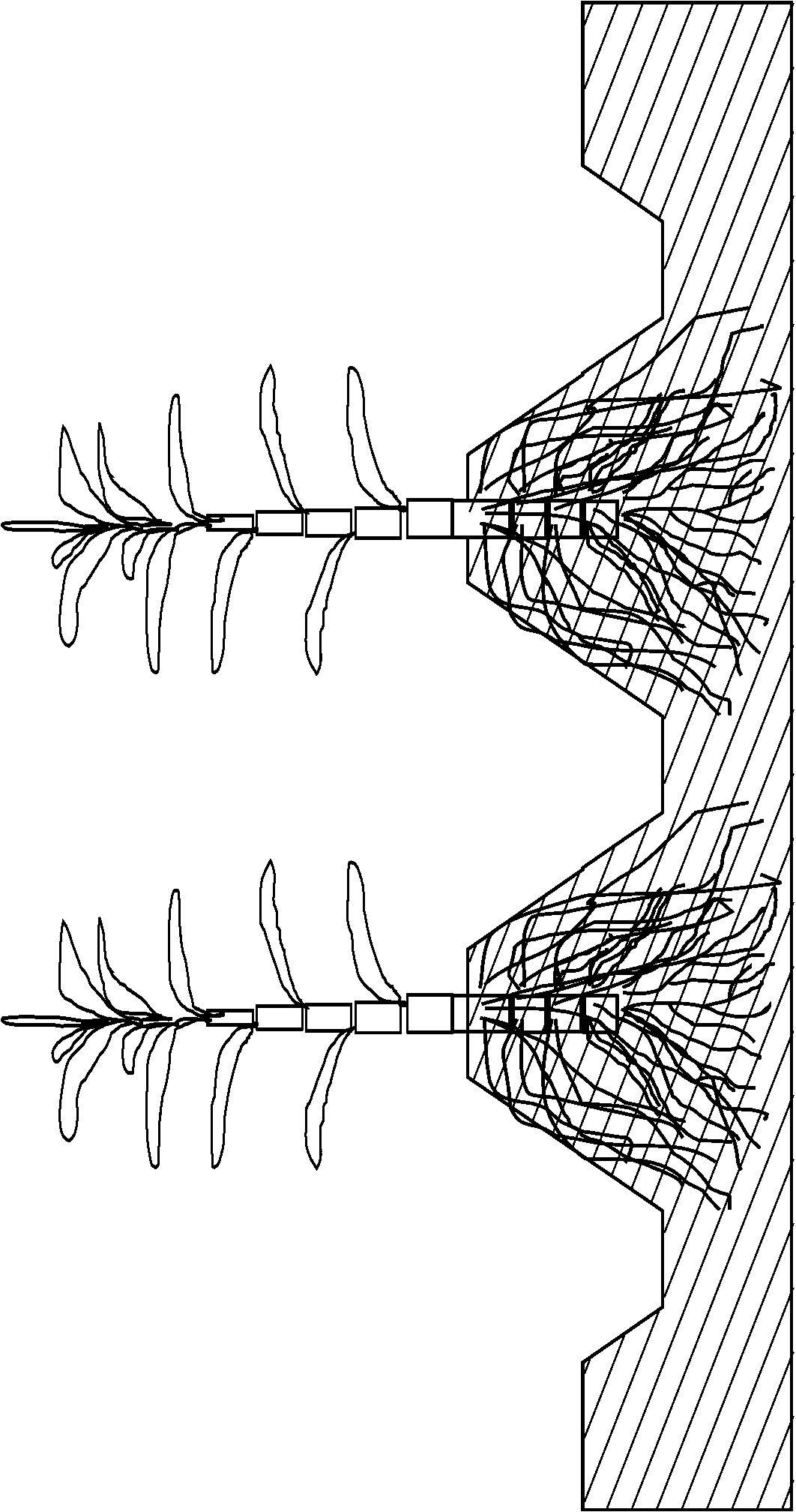 Method for soil heavy metal pollution remediation through grass family with enrichment capacity