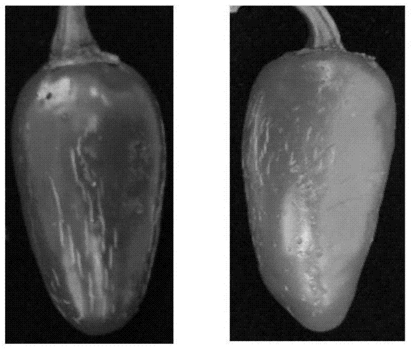 Method for rapidly identifying functions of pepper fruit color development related genes