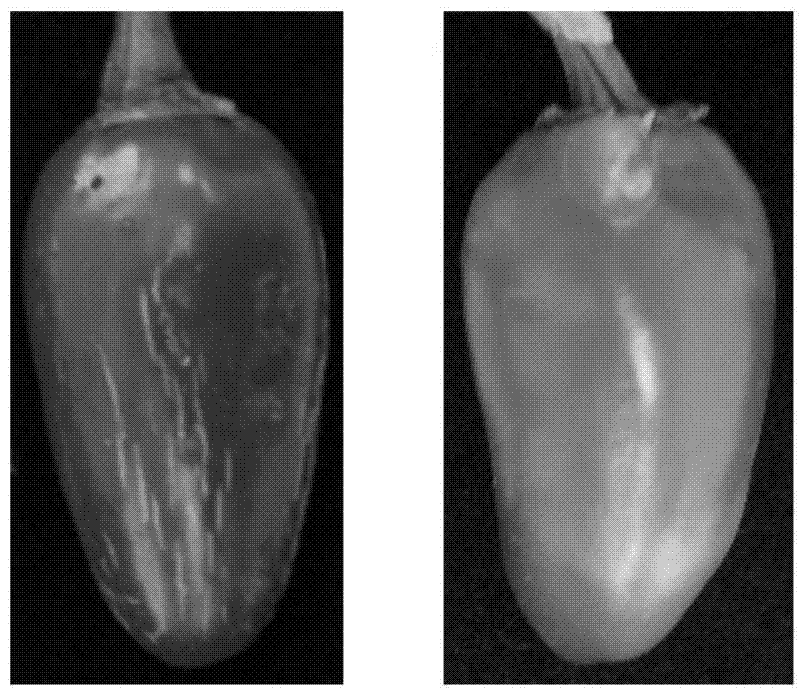 Method for rapidly identifying functions of pepper fruit color development related genes