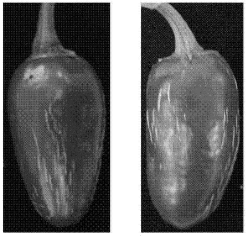 Method for rapidly identifying functions of pepper fruit color development related genes