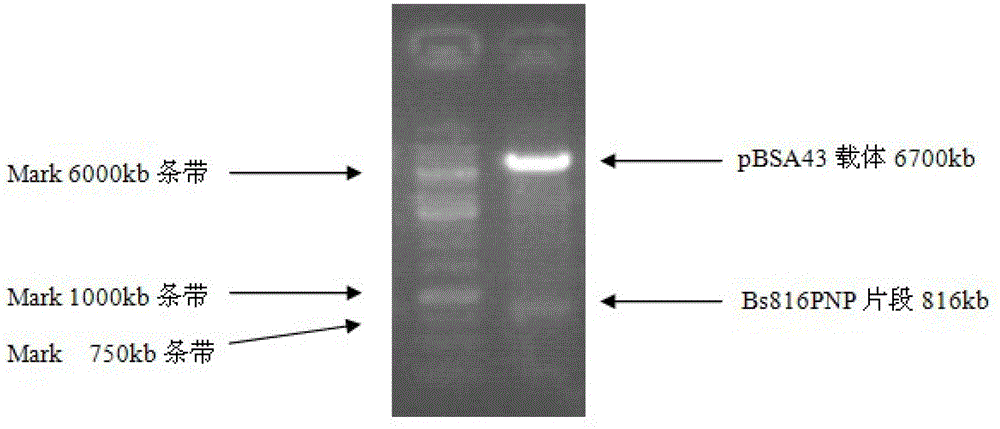 Production process for producing antiviral medicament ribavirin through bacillus amyloliquefaciens precursor addition fermentation method