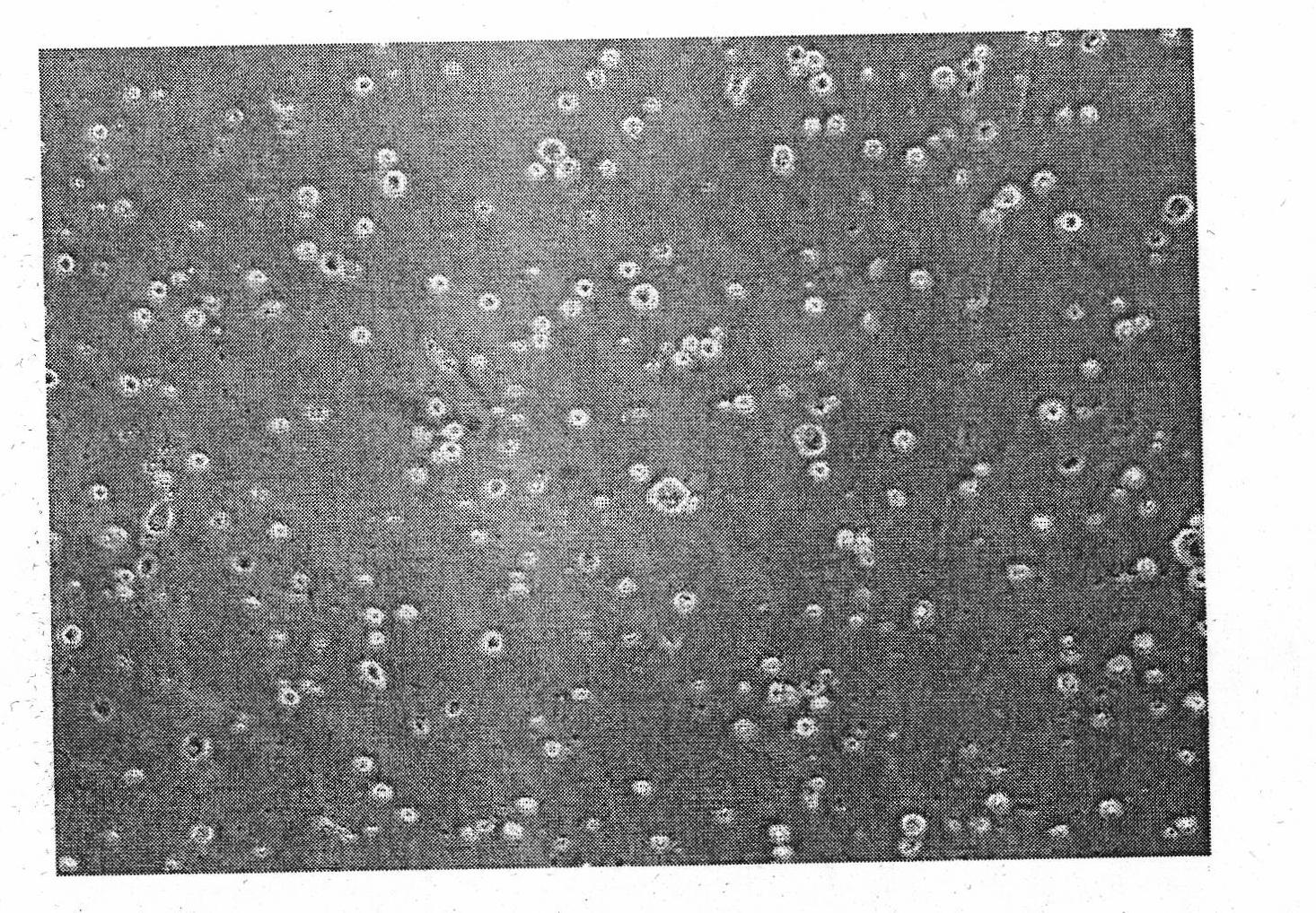 Method for culturing baby hamster kidney (BHK) 21 cell in serum-free way, and vaccine preparation method