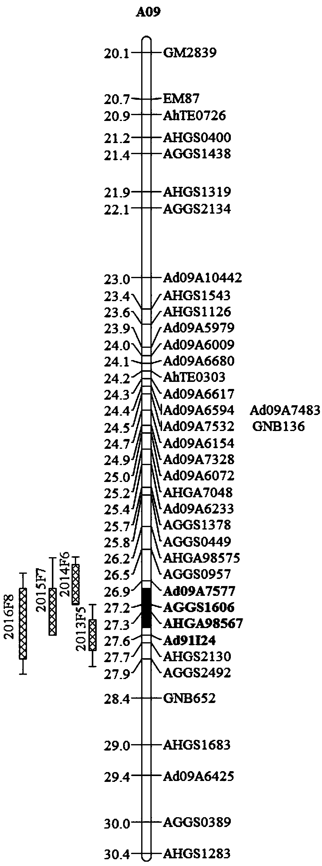 Molecular markers and their application of the main effect qtl loci of peanut kernel yield