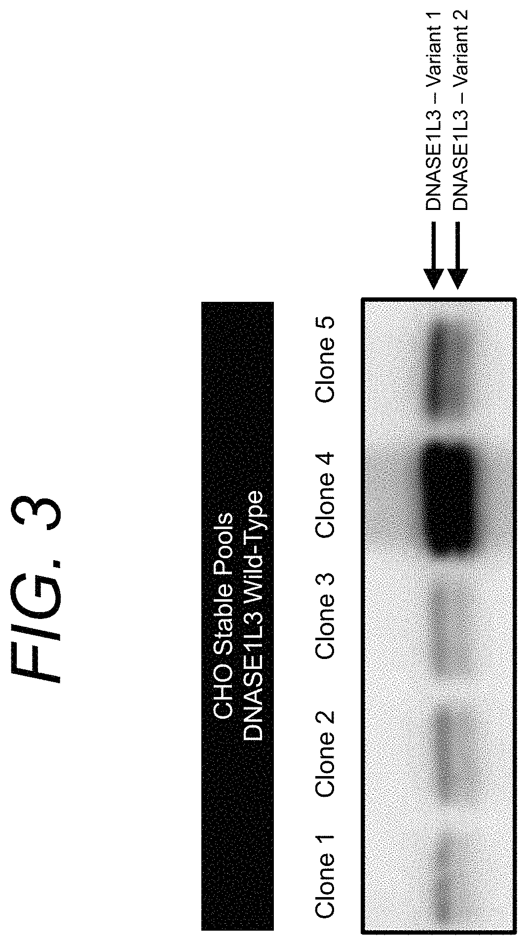 Manufacturing and engineering of DNASE enzymes for therapy