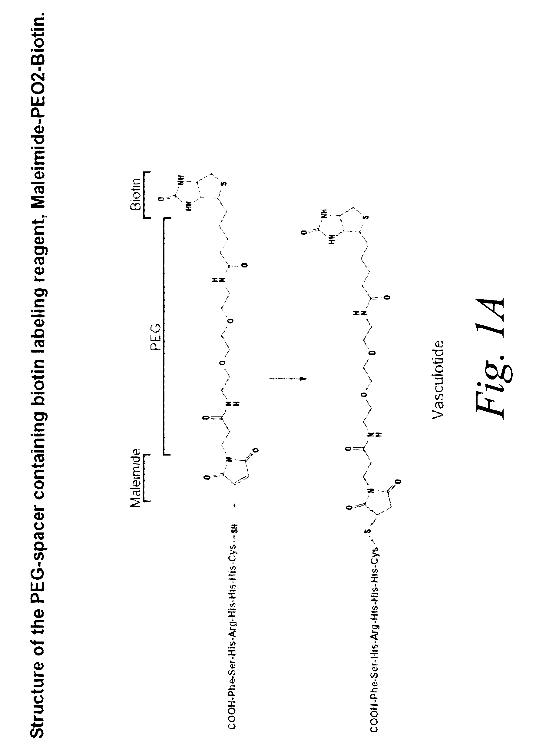 Multimeric tie 2 agonists and uses thereof in stimulating angiogenesis