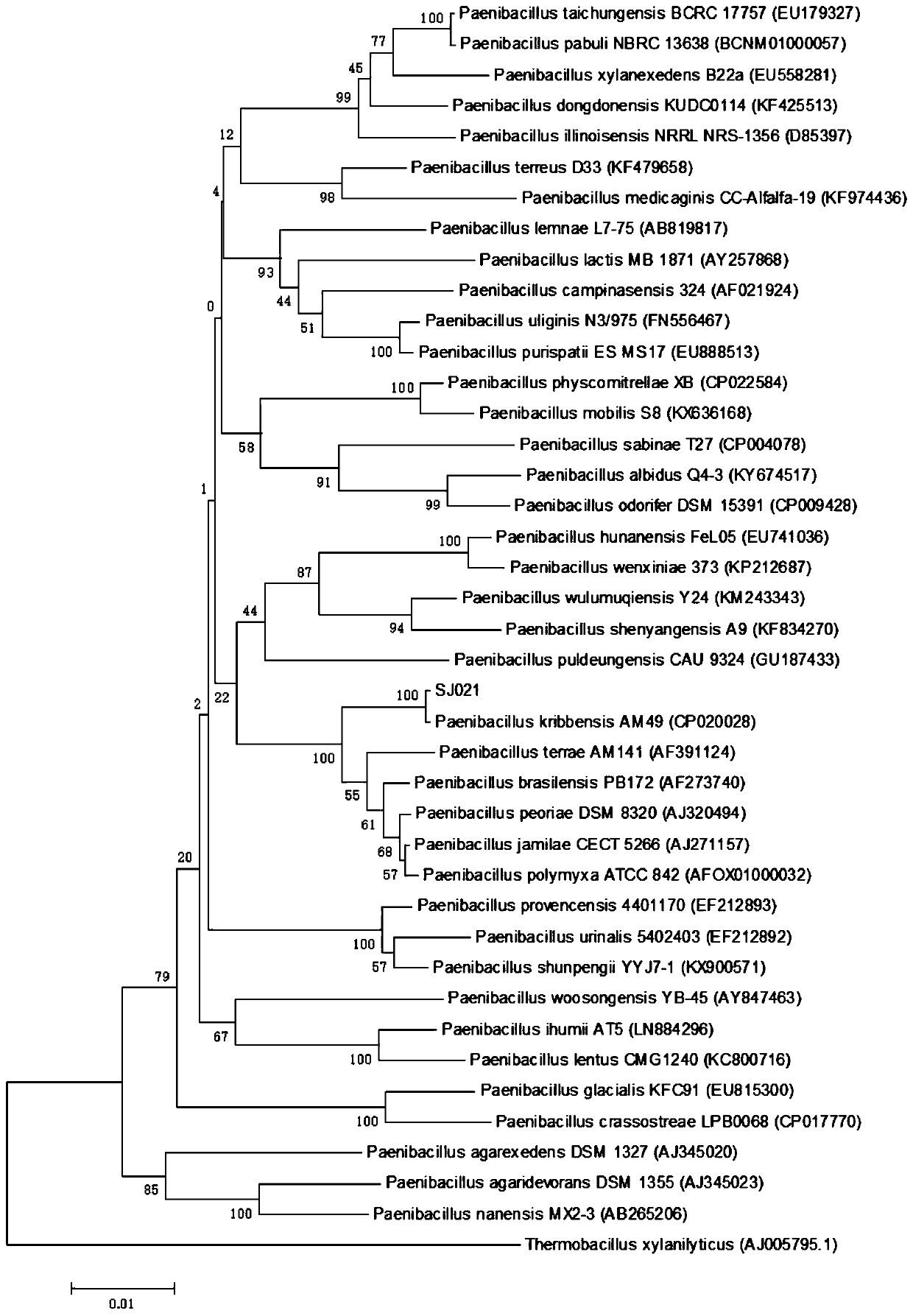 A strain of Paenibacillus cribs and its preparation and application