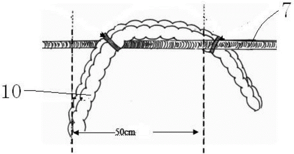 Row type pitaya cultivation frame and standardized pitaya cultivation method