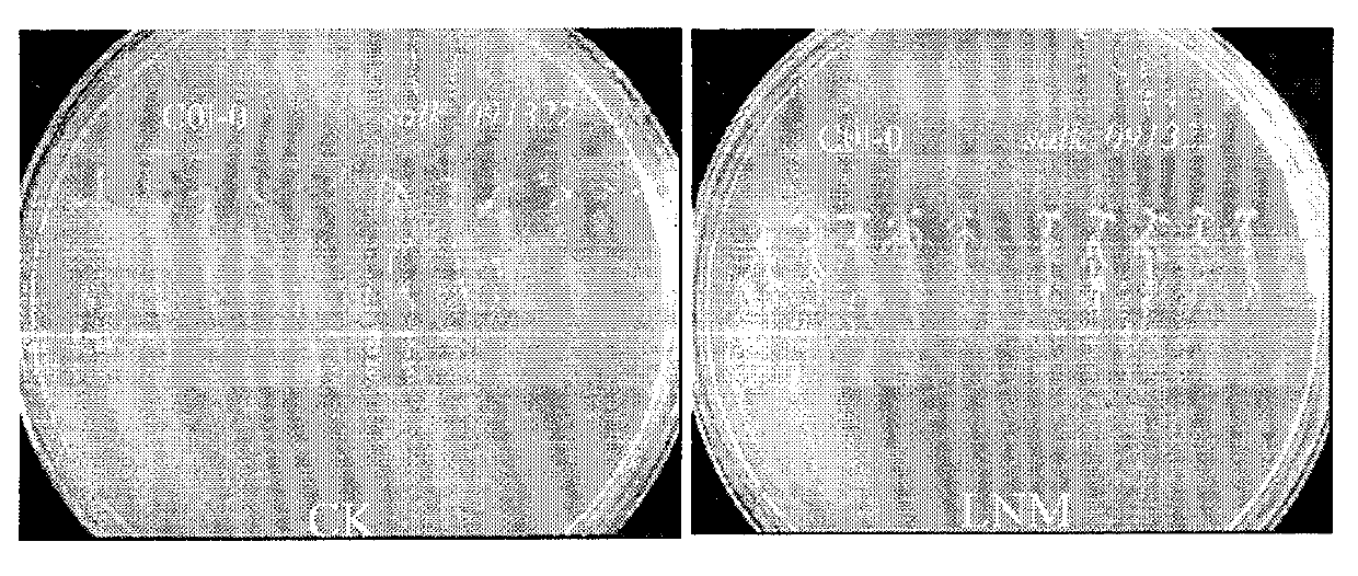 Arabidopis thaliana ammonium ion transporter gene AMT1.1 and coding protein and usage thereof