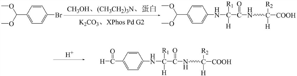 High-activity collagen filler as well as preparation method and application thereof