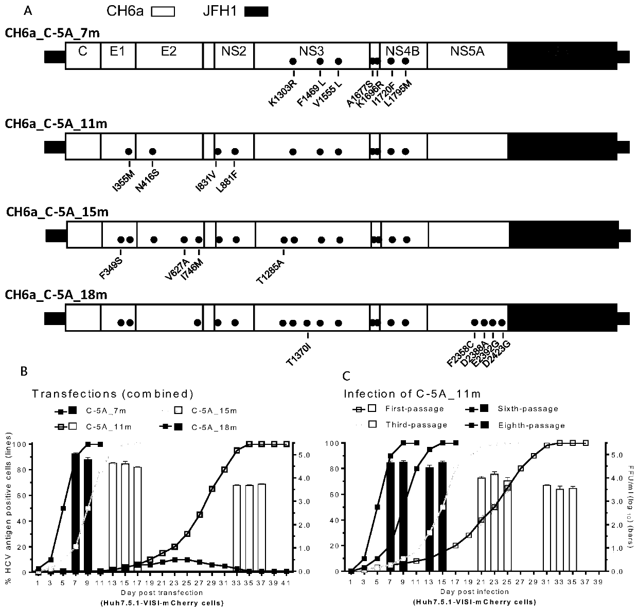 Full-length infectious clones of hepatitis C virus gene type 6a Chinese toxic strain and application thereof