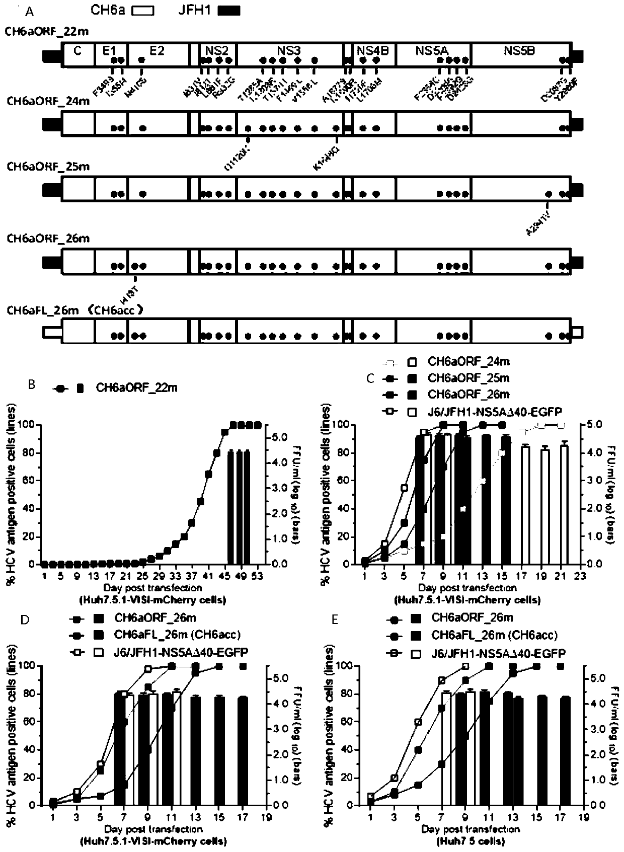 Full-length infectious clones of hepatitis C virus gene type 6a Chinese toxic strain and application thereof