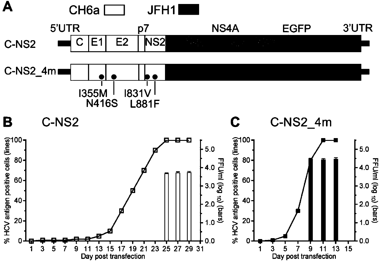 Full-length infectious clones of hepatitis C virus gene type 6a Chinese toxic strain and application thereof