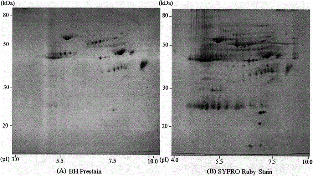 Applications of 4H-[1]-benzopyran[4,3-b]thiophene-2-carboxylic acid hydrazide and derivative thereof in specific fluorescent pre-dyeing detection method of glycoproteins