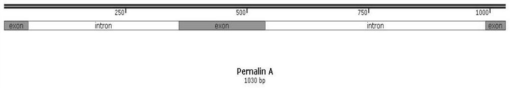 Emerald mussel antimicrobial peptide pernalins, signal peptide of antimicrobial peptide, coding gene of antimicrobial peptide and application