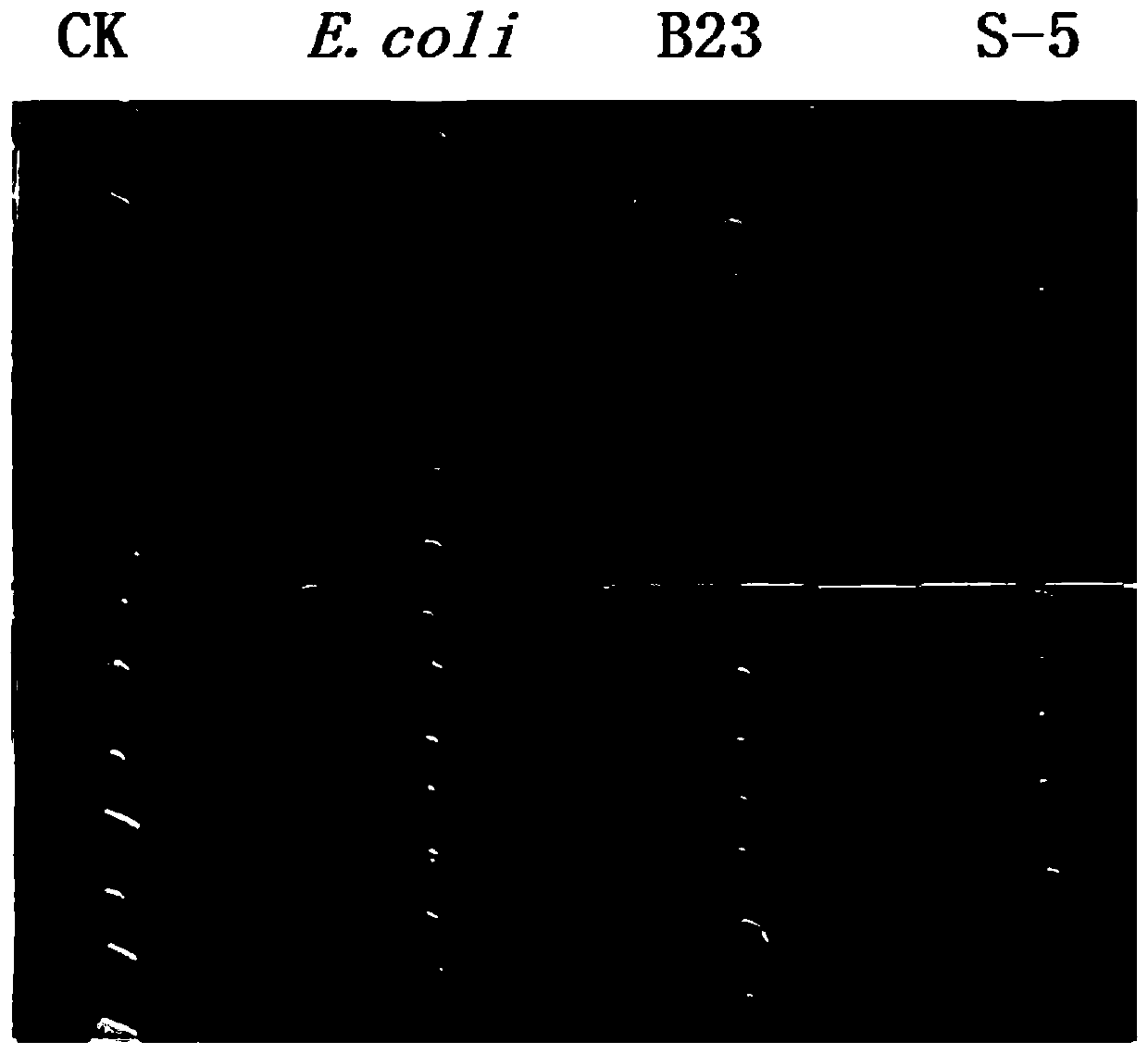 Application of bacillus proteolyticus to prevention and treatment of pathogenic bacteria and diseases depending on quorum sensing signal molecules