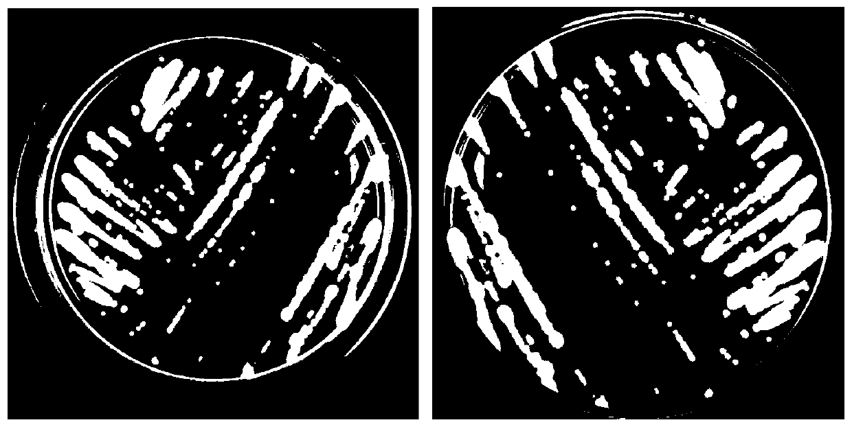 Application of bacillus proteolyticus to prevention and treatment of pathogenic bacteria and diseases depending on quorum sensing signal molecules