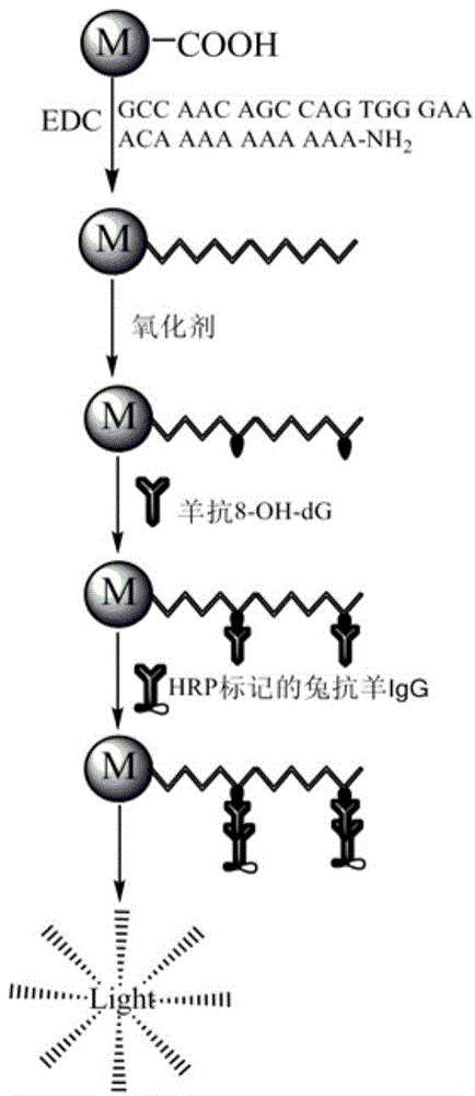 Method for efficiently screening out DNA chain scission injury protective drugs