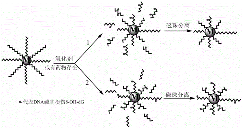 Method for efficiently screening out DNA chain scission injury protective drugs