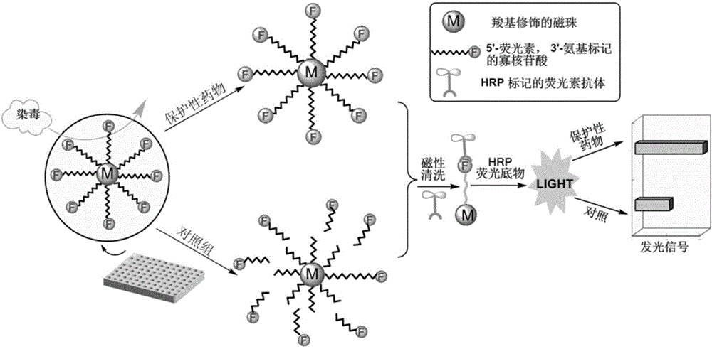 Method for efficiently screening out DNA chain scission injury protective drugs