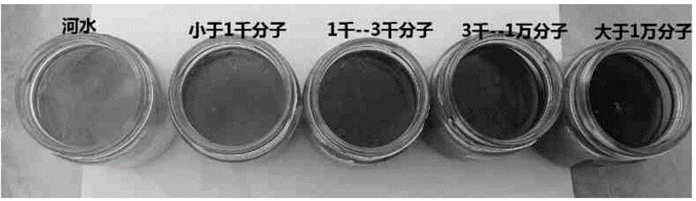 Slash pine needle extract and use thereof