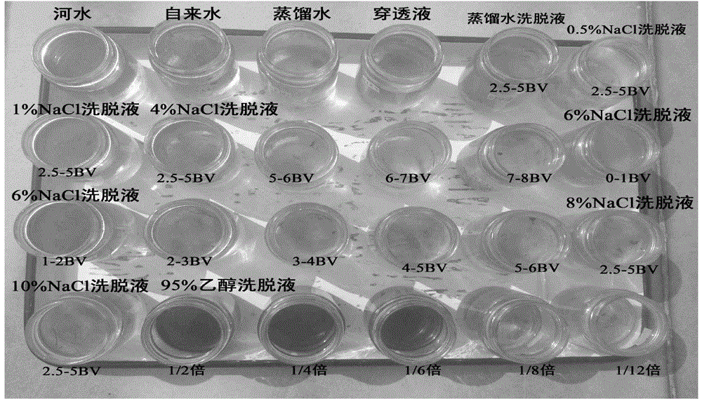 Slash pine needle extract and use thereof