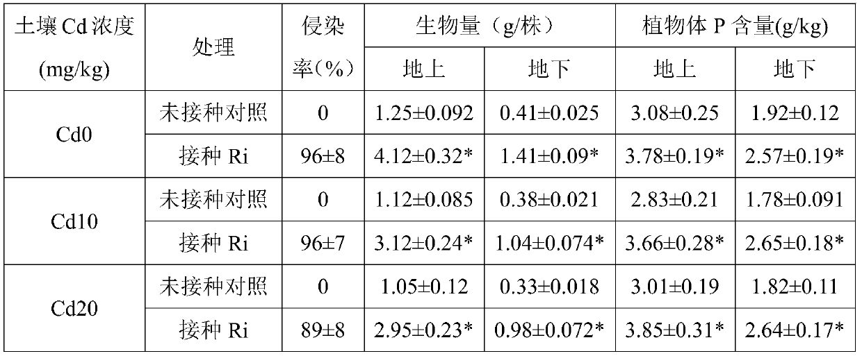 A method of reducing the accumulation of cadmium in honeysuckle and increasing its yield by using Glomus intrarhizoi