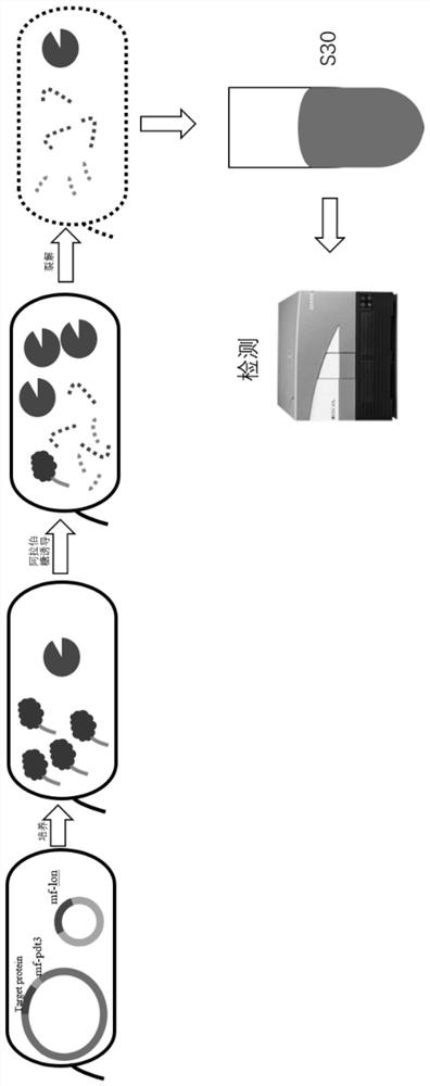 Use of system in improving insertion efficiency of non-natural amino acid