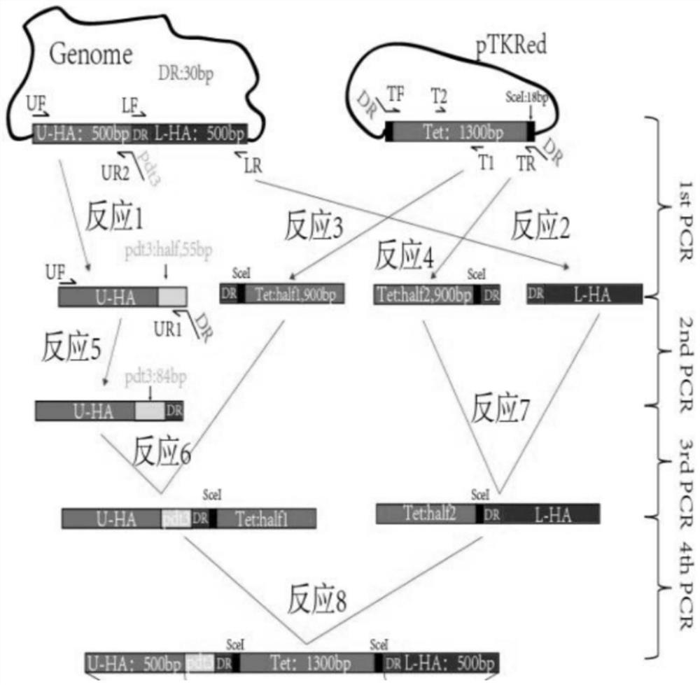 Use of system in improving insertion efficiency of non-natural amino acid