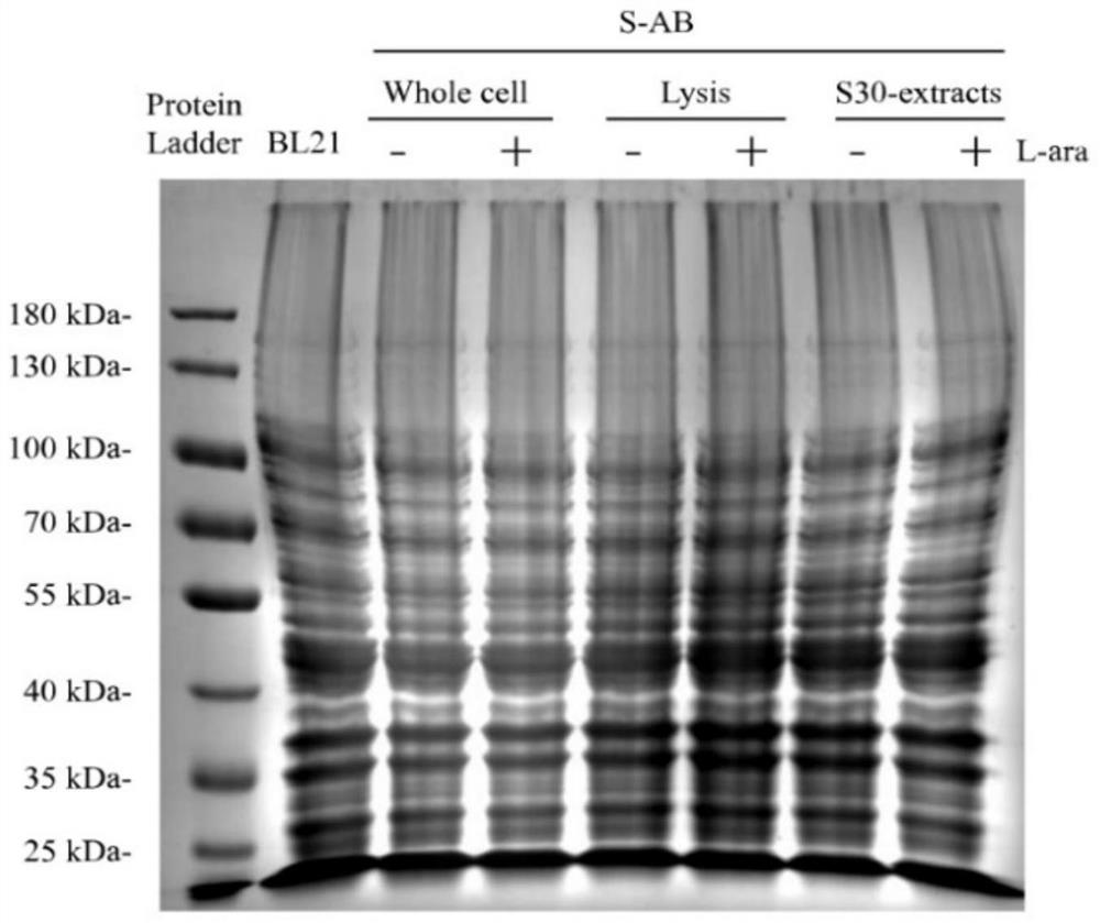 Use of system in improving insertion efficiency of non-natural amino acid