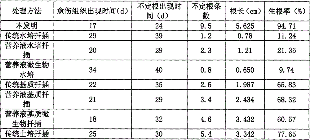 Efficient sweet osmanthus cutting seedling raising method