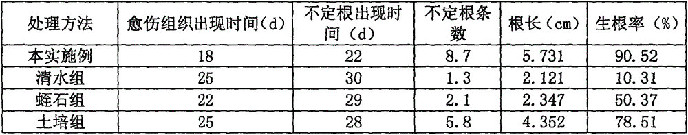 Efficient sweet osmanthus cutting seedling raising method