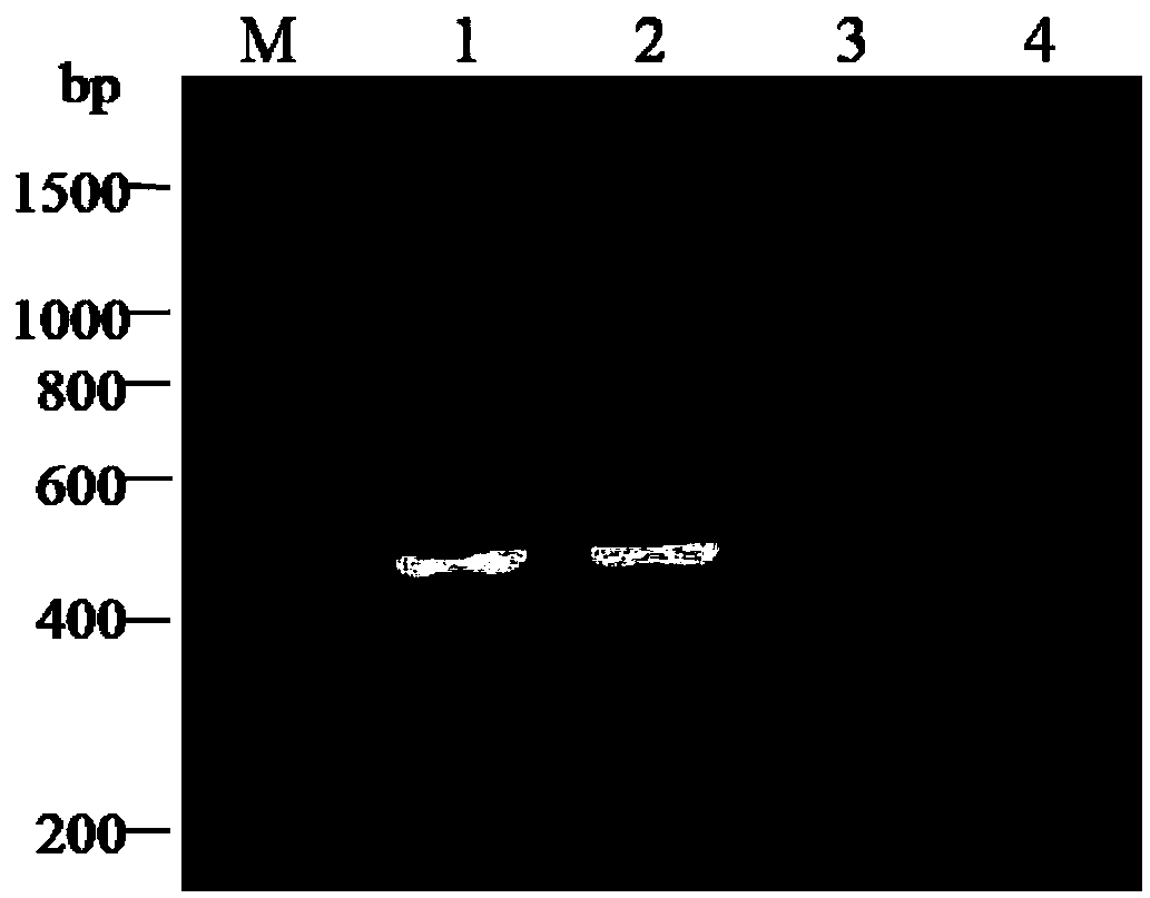 PCR-RFLP identification method for different subgroups of sugarcane white leaf disease phytoplasma