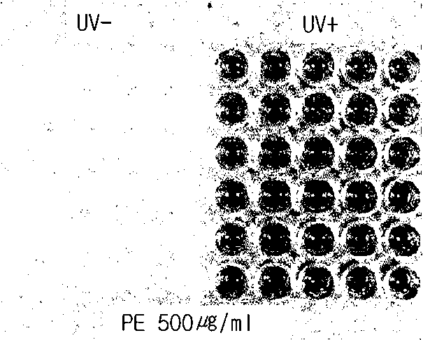 Method for preparing UV screening nontoxic extract from red algae, and nontoxic sunscreen using same