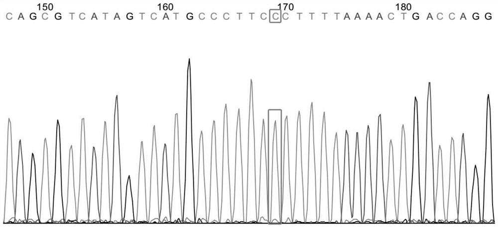 hla-related snp markers and its detection primer pair and determination method