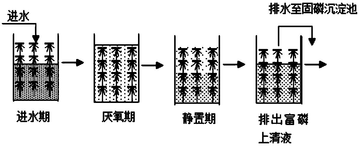 Deep nitrogen-and-phosphorus-removing technology based on SBBR