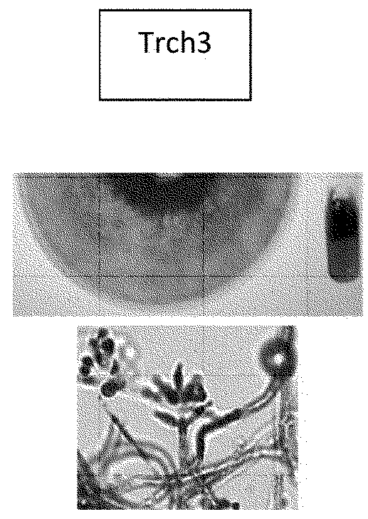 Biological inoculant having enhanced fertilizing and fungicidal activity