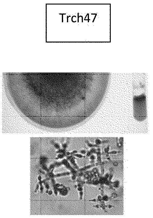 Biological inoculant having enhanced fertilizing and fungicidal activity