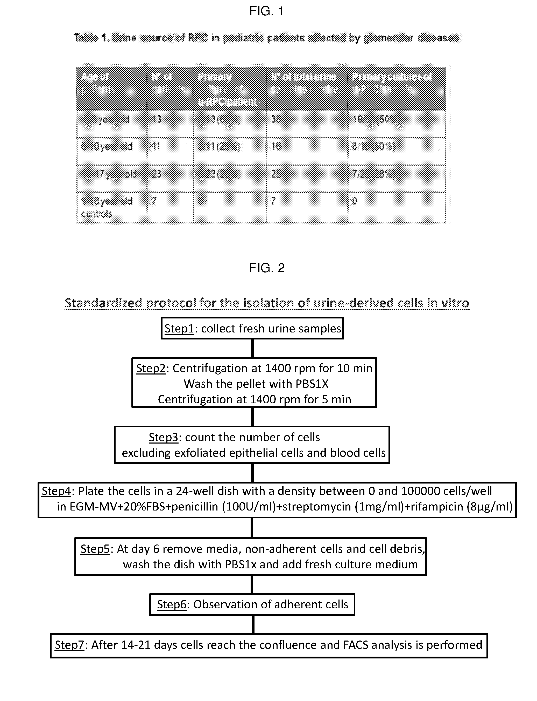 Method for the isolation, purification and amplification of renal progenitors cd133+cd24+ from the urine of patients suffering from renal diseases